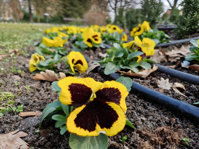 Park Kochanowskiego w Bydgoszczy, czyli serce bydgoskiej Dzielnicy Muzycznej!