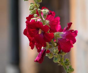 Malwa różowa (Alcea rosea)