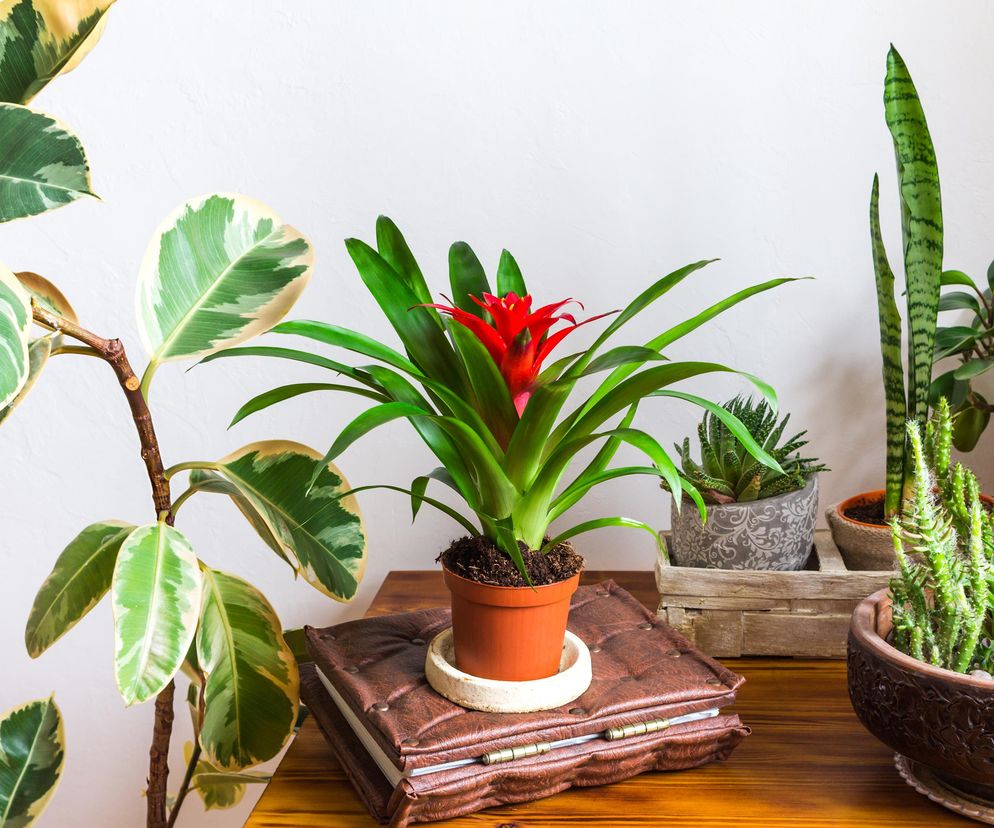 Guzmania