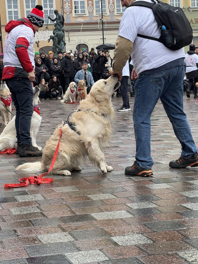 Golden Retriever WOŚP w Poznaniu