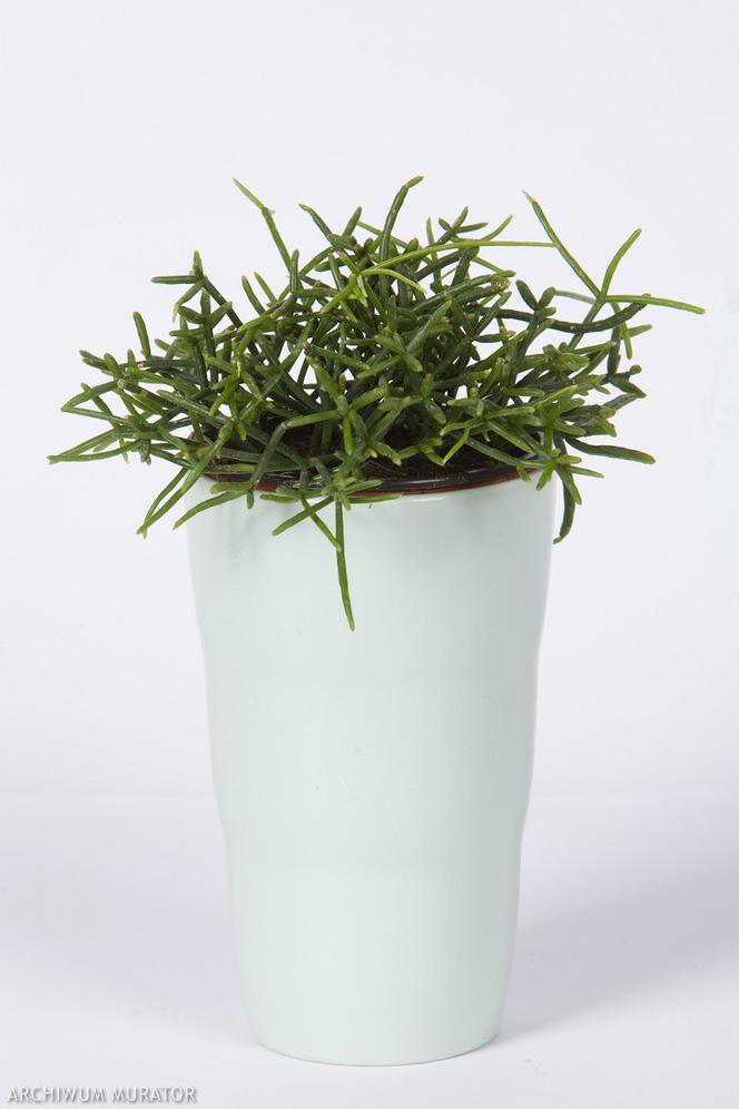 Rhipsalis