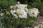 Amaryllis