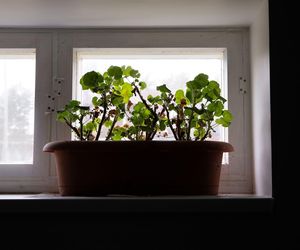 Pelargonie