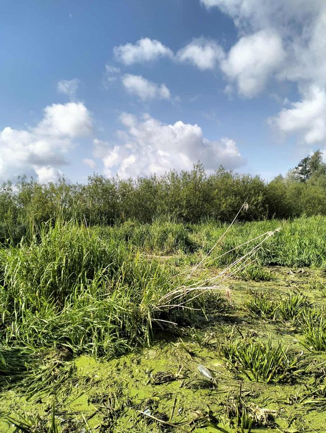 Zły stan wałów na Żuławach. „Są jak gąbka”