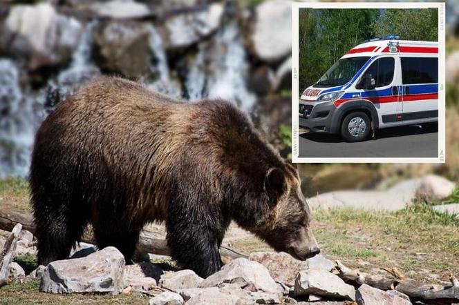Tatry: Turysta pogryziony przez niedźwiedzia. Chciał zrobić sobie selfie 