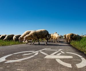 To najpiękniejsza trasa rowerowa w Małopolsce według AI. Ponad dwieście kilometrów czystego piękna! 