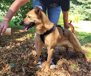 Psy z zamojskiego schroniska dla zwierząt czekają na nowe domy. Żywiołowa Kari kocha ludzi  i długie spacery.