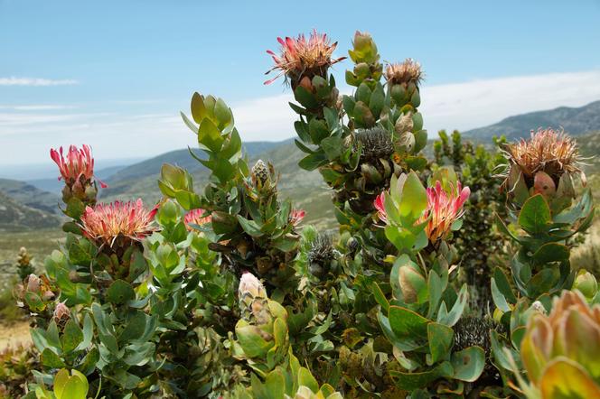 Protea w Afryce