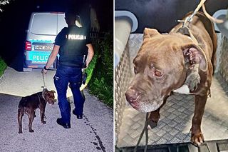 Złodzieje ukradli pitbulla! Sposób, w jaki to zrobili, zaskakuje. Padły kuriozalne słowa