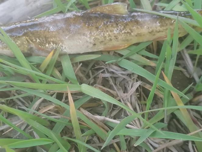 Martwa rzeka, śnięte ryby w Sole