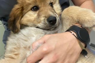 Wyrzucili Tosię bo miała chorą łapkę