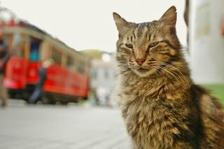 Kedi - sekretne życie kotów: film dla wszystkich kociarzy w polskich kinach