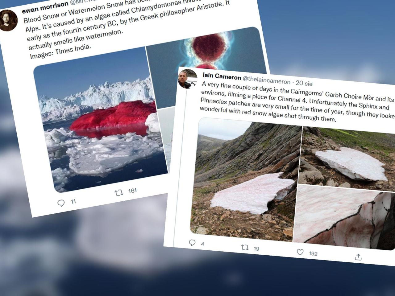 KRWAWY ŚNIEG. Przyprawiające o dreszcze zjawisko występuje na świecie coraz częściej [ZDJĘCIA]