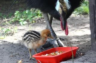 W Warszawskim ZOO wykluł się kazuar hełmiasty