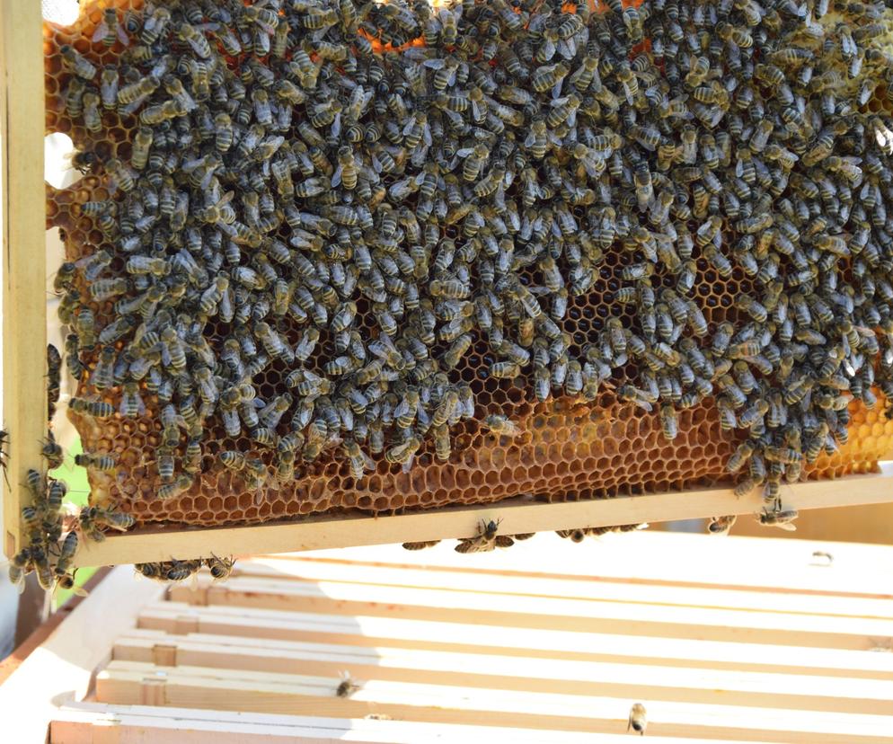 pszczoły na kracie