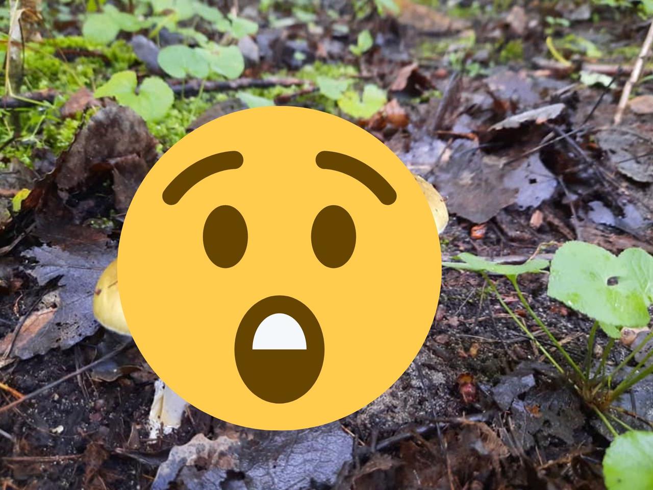 TEN ZABÓJCZY GRZYB jest mylony z jadalnym! Lasy Państwowe ostrzegają: Rokrocznie zbiera śmiertelne żniwo [ZDJĘCIA]