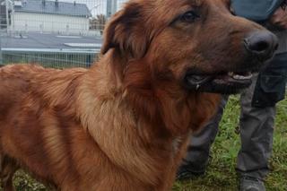 Ktoś przywiązał suczkę do drzewa i zostawił na pewną śmierć! Policja szuka właściciela [ZDJĘCIA]