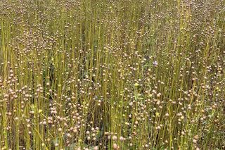 Niedzielna z lnem w Muzeum Wsi Lubelskiej. Trudno w to uwierzyć, że to taka niesamowita roślina