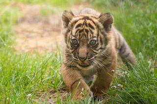 Tygrys sumatrzański we Wrocławskim Zoo