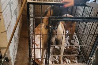 Miał być hotel, były klatki. Były trzymane w dramatycznych warunkach. „Bez wody, jedzenia i dostępu do światła”