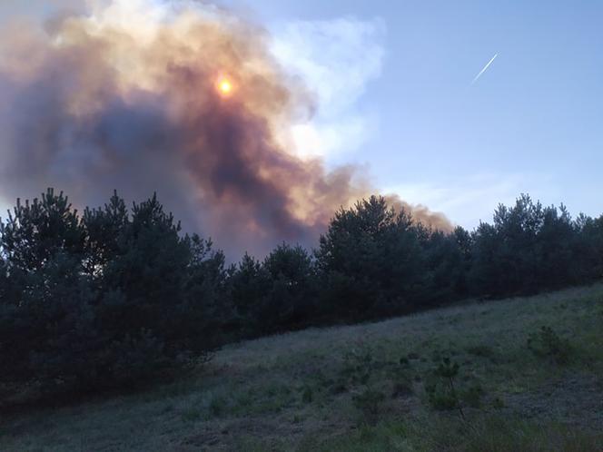 Groźny pożar lasu w bydgoskim Fordonie! [ZDJĘCIA]