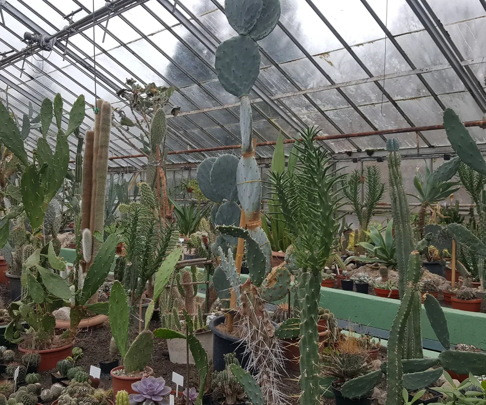 Gigantyczna kolekcja kaktusów do zobaczenia w Bydgoszczy