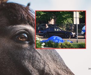 Dramatyczne sceny w Świnoujściu. Koń padł podczas ciągnięcia dorożki