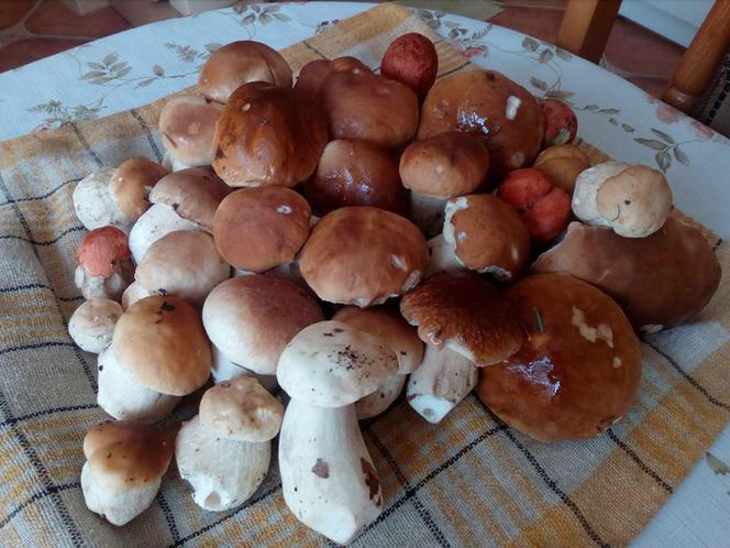 Grzybobranie na Podkarpaciu: Zdjęcia Czytelników