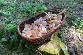 Lubelscy grzybiarze chwalą się swoimi zbiorami. Przepowiadają, że wysyp dopiero przed nami. Zobaczcie zdjęcia!