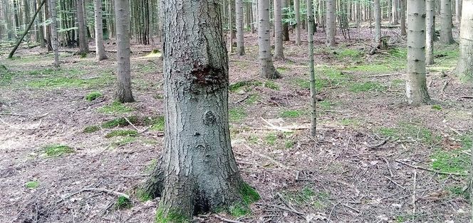 Góry Wierzejska pod Kielcami będzie nowym rezerwatem