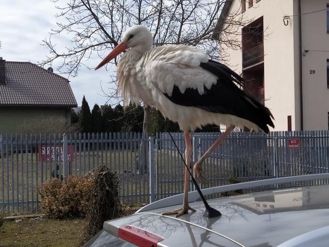 Bociana zaobserwowano już w kilku różnych punktach Siedlec