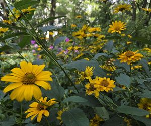 Letni spacer w zielonym sercu Bydgoszczy. Ogród Botaniczny UKW zaprasza!