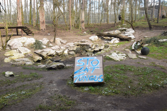 Prezent urodzinowy dla tygrysa z poznańskiego ZOO