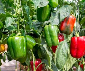 Papryka po 40 groszy na skupie!