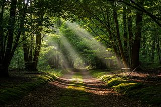 Leśne kąpiele w Starym Gaju. Czy to nowa moda, czy prawdziwa terapia?