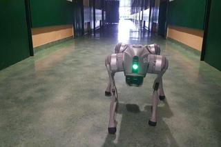 Robopies to zwierzę dydaktyczne. Studenci Politechniki Bydgoskiej sporo się od niego nauczą