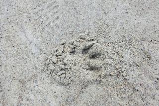 Ma tu być stadion. Teraz jest wychodek dla psów. Miłośnicy sportu grzmią: Uciekniemy się do drastycznych metod