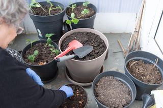 Pomidory na balkonie