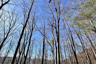 Paralotniarka wylądowała na drzewie. Kobieta wisiała 25 metrów nad ziemią
