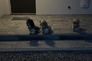 Sandra Kubicka pokazała nowy dom! Baron nieźle zasuwa na budowie! Lecą mocne słowa