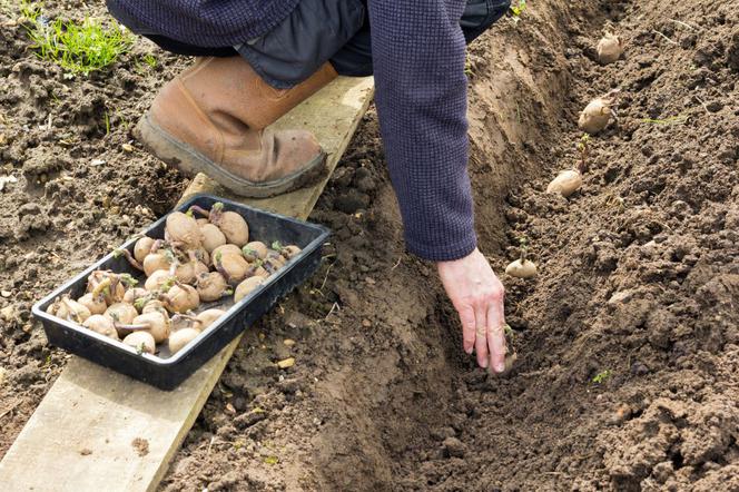 Kiedy i jak sadzić ziemniaki w ogrodzie? Uprawa ziemniaków - jakie ziemniaki do sadzenia?