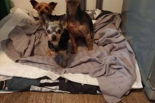 Yorki porzucone w Pniewach