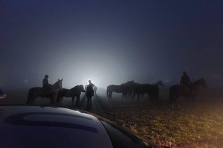 W gęstej mgle po drodze... biegały konie. Niebezpieczna sytuacja koło Czempinia [FILM/ZDJĘCIA]