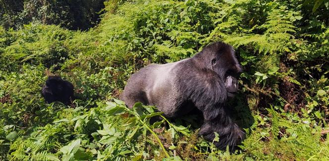 Niezwykła atrakcja wrocławskiego zoo! Spotkanie twarzą w twarz z gorylami górskimi 