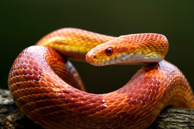 Wąż widziany we śnie. Co oznacza sen o wężu?