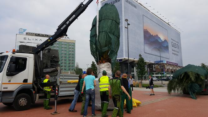 Palmy wróciły na rynek w Katowicach