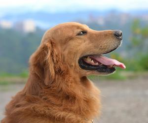  Golden Retriever.