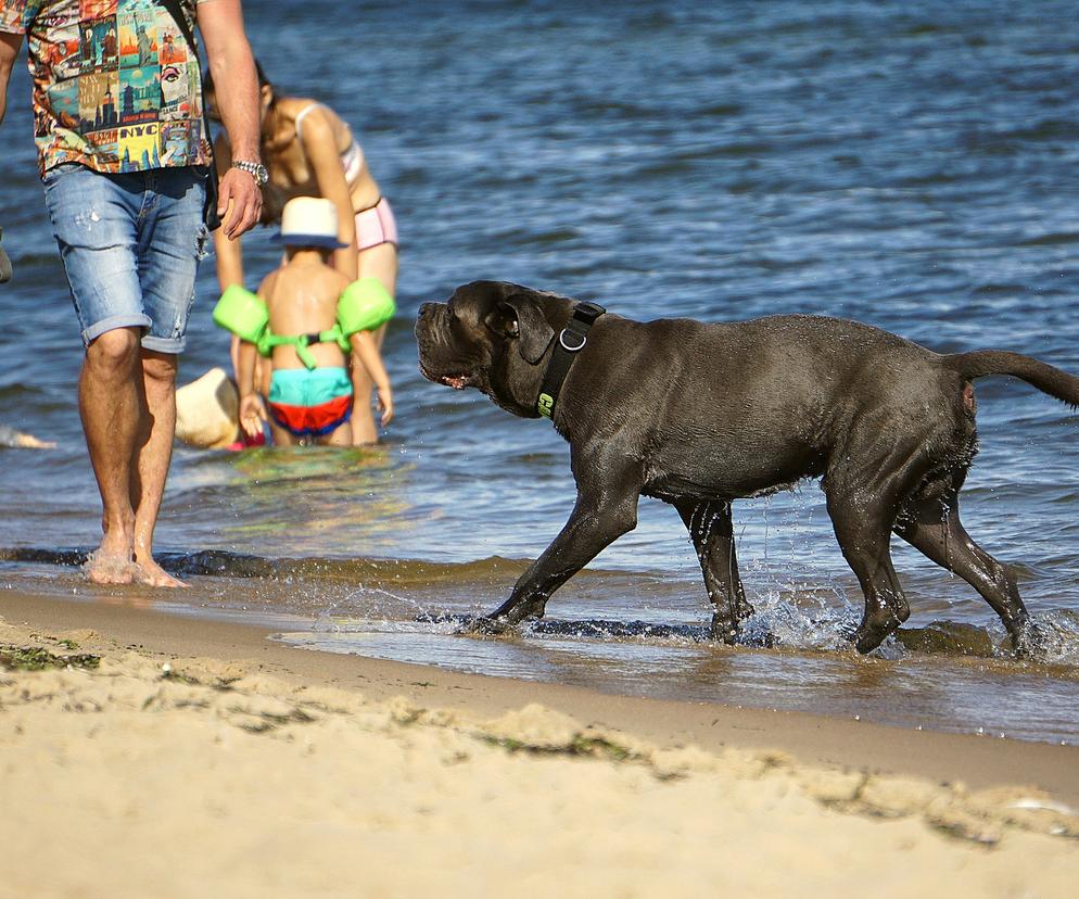 Psie plaże w Trójmieście. Tutaj możesz przyjść ze swoim pupilem