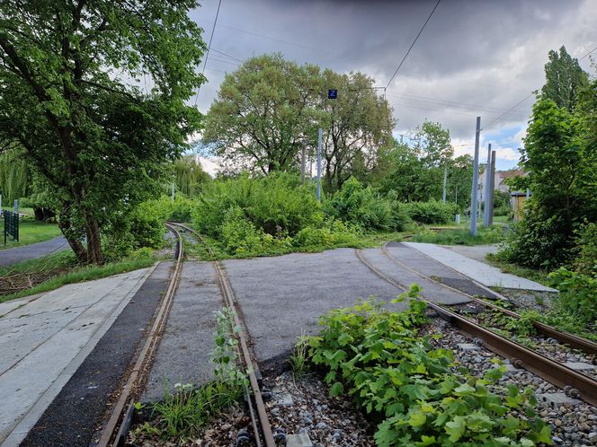 Torowisko tramwajowe na Babiej Wsi w Bydgoszczy zarośnięte chwastami. Tramwaje zniknęły stąd lata temu
