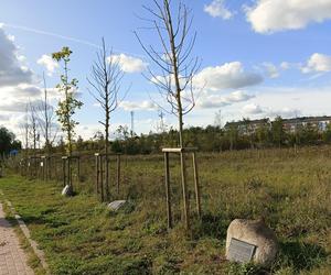 Gaj Matek i Ojców w Gdańsku zaniedbany. Miał być symboliczny park, są uschnięte drzewa i wysoka trawa